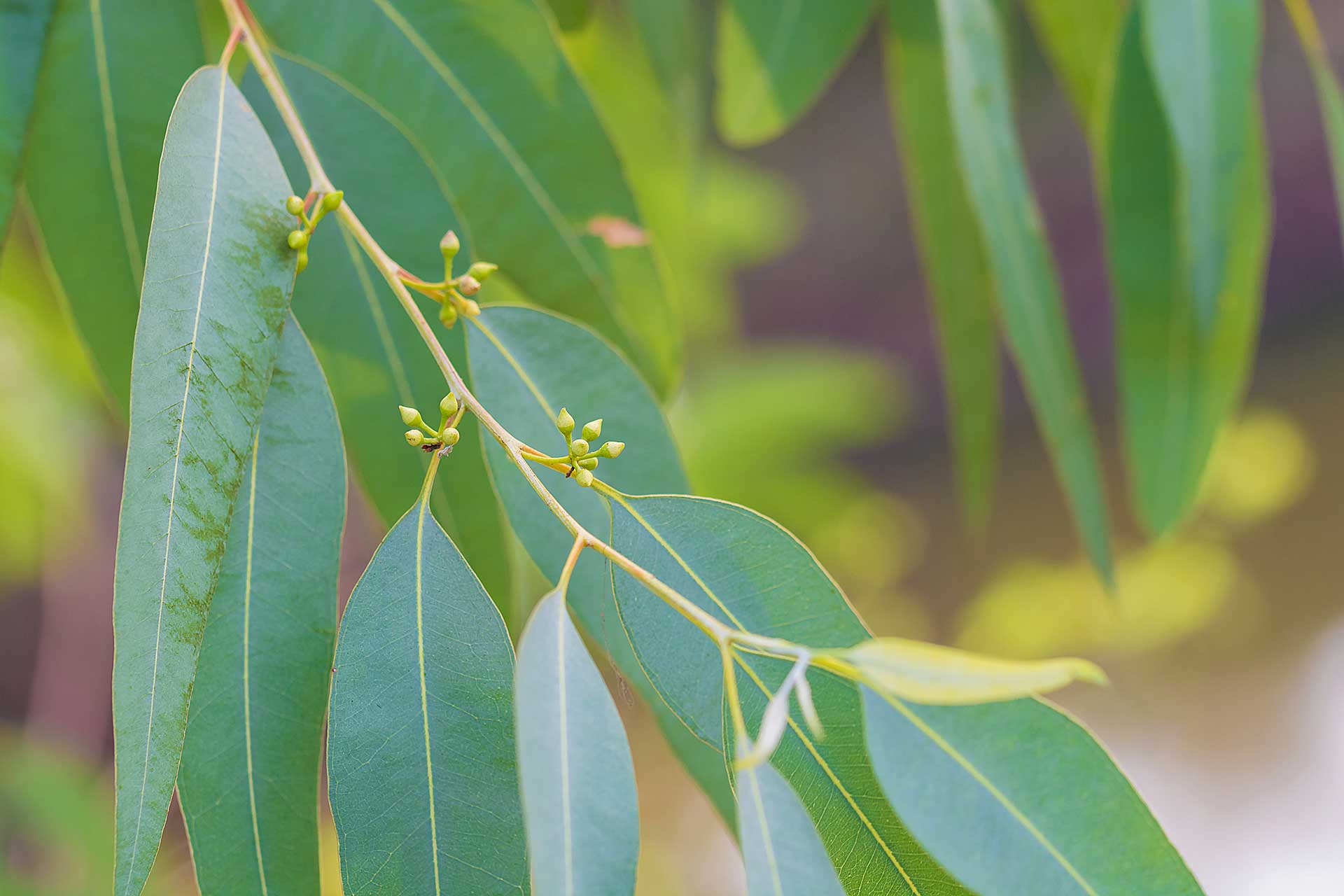 contact-page-eucalypt-leaves
